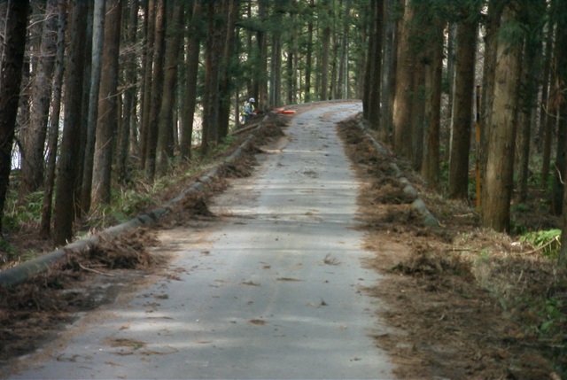 両側に木々が立ち並ぶ林道の写真