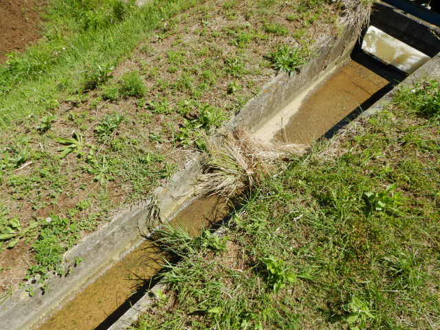 草地を流れる小さい水路に、雑草が捨てられている写真