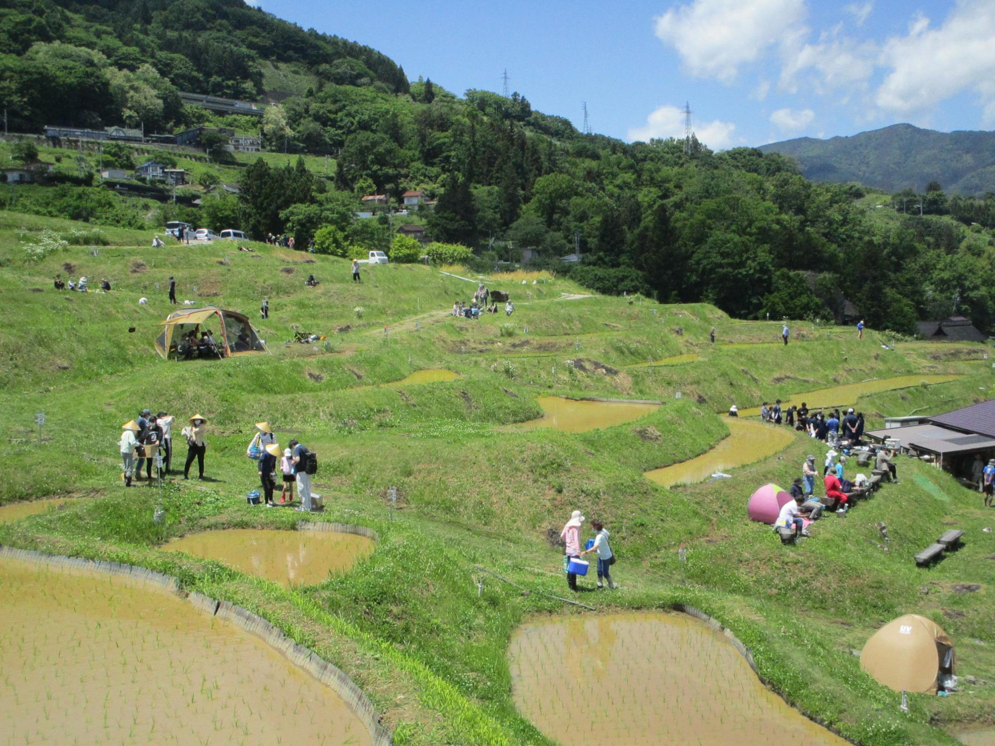 姨捨「棚田貸します制度」田植えの様子