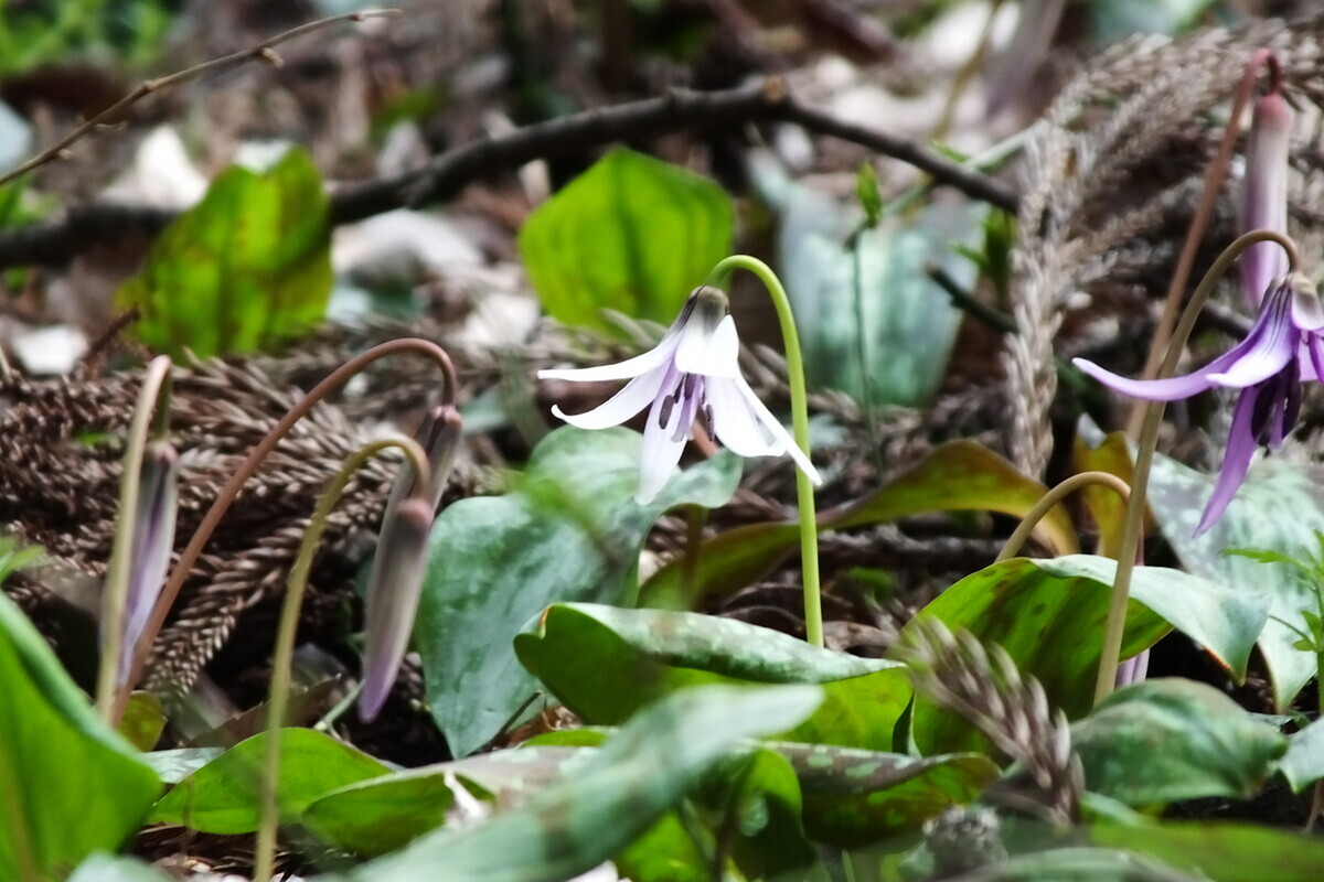 幻の白花かたくりの写真