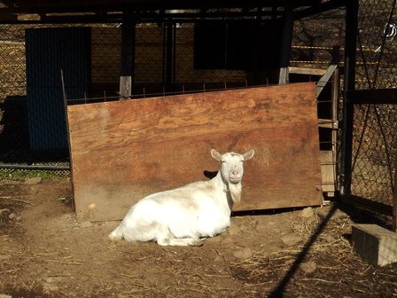 日なたの土の上で、ひげの長いヤギが座ってこちらを見ている写真