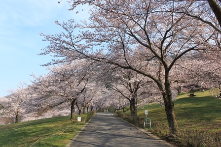 道を覆うように、満開の桜並木が立ち並んでいる写真