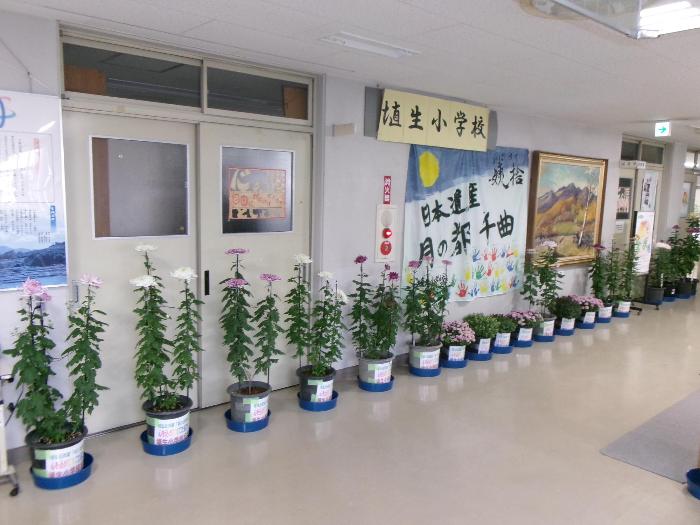 第52回 菊と盆栽展