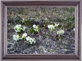 地面から小さい白い花が咲いている写真