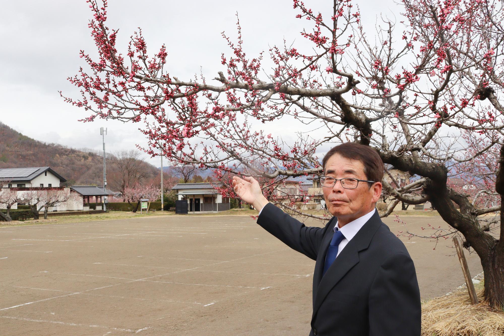 あんずの花の開花宣言