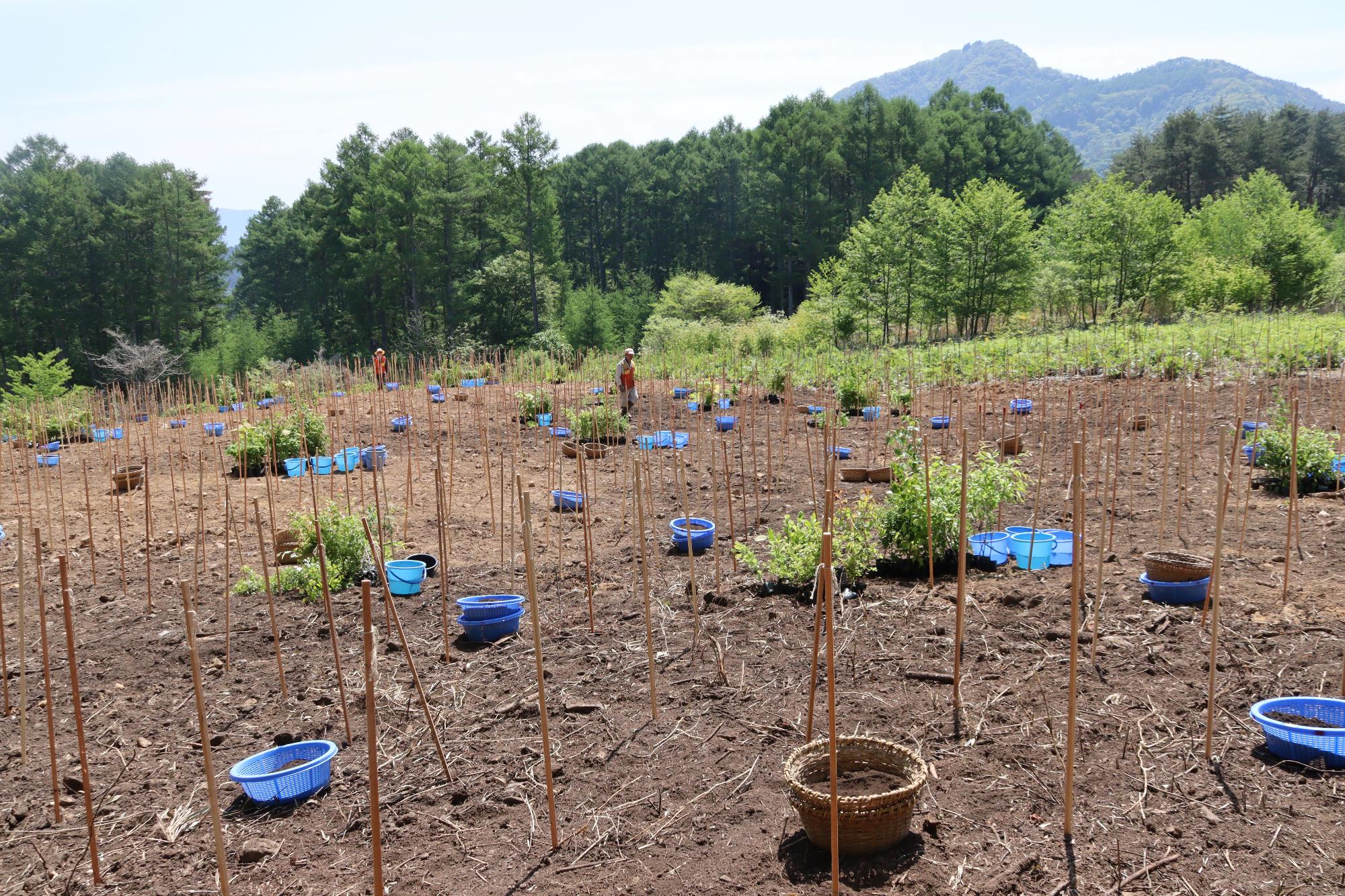 植樹前の会場