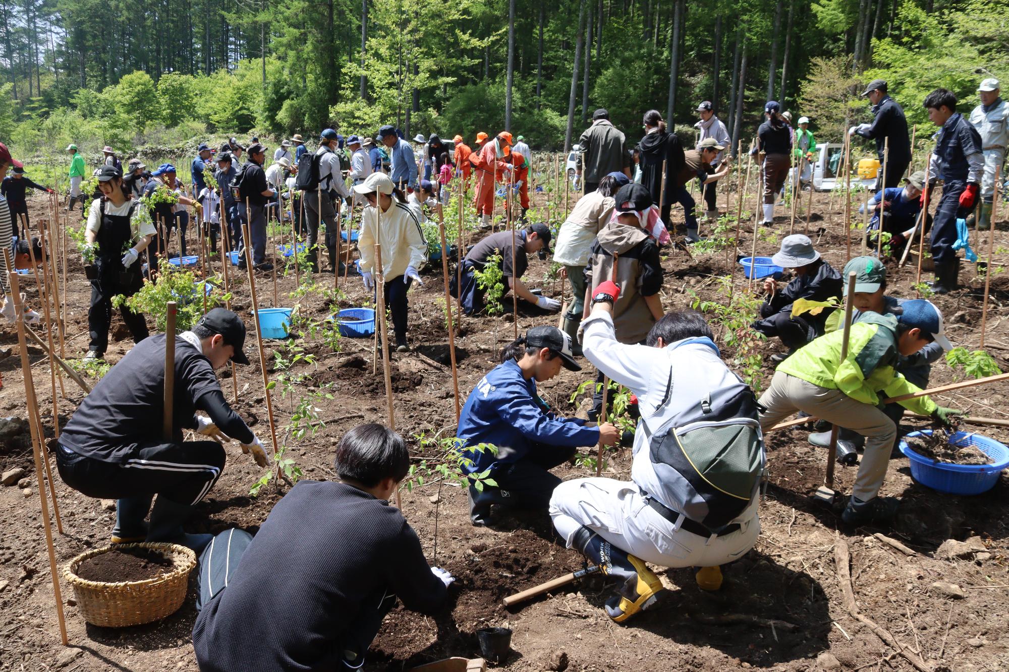 植樹の様子