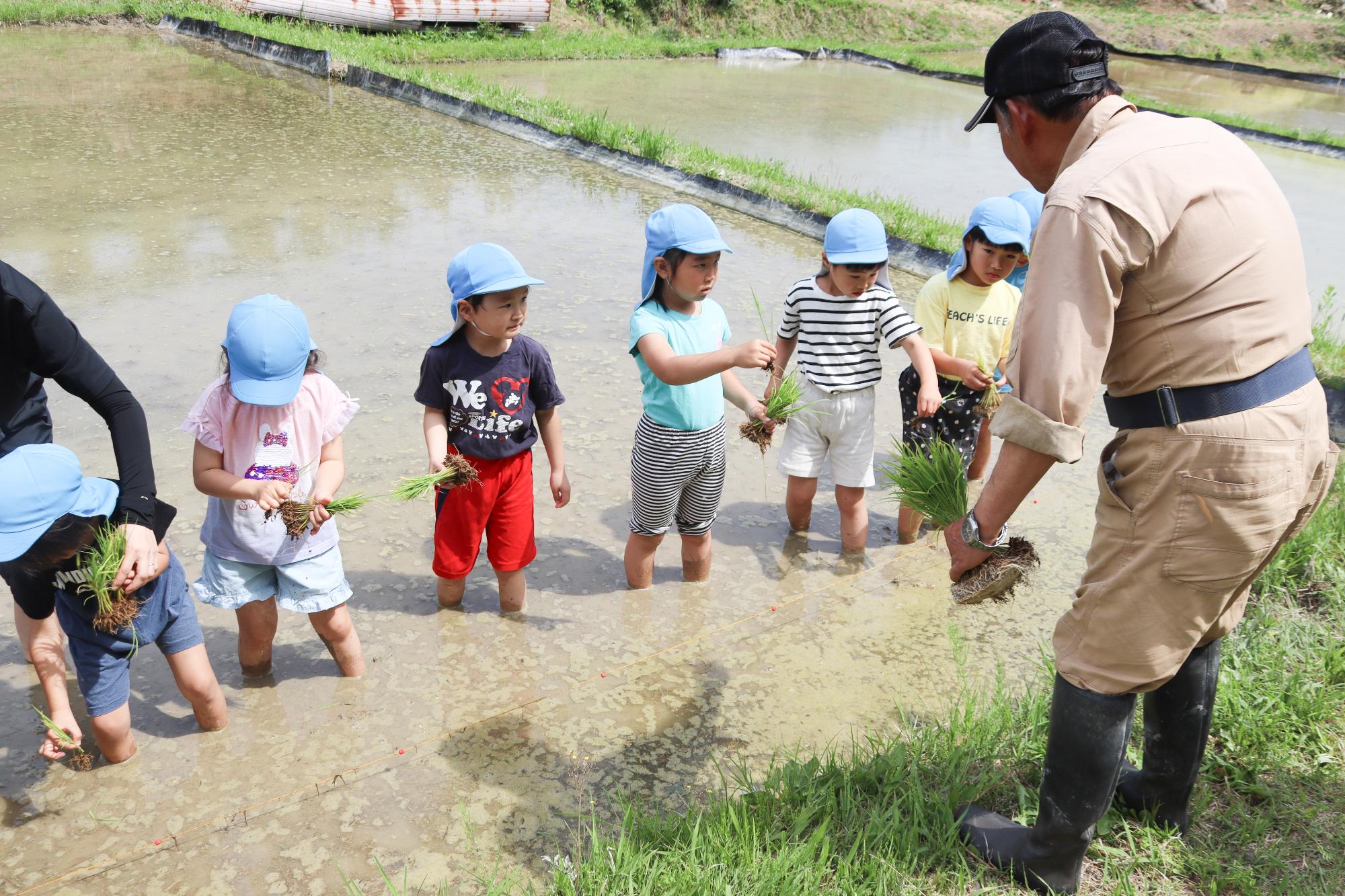 指導を受けながら田植えをする園児