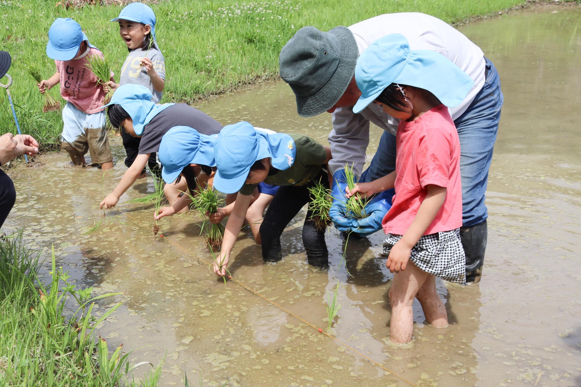 指導を受けながら田植えをする園児