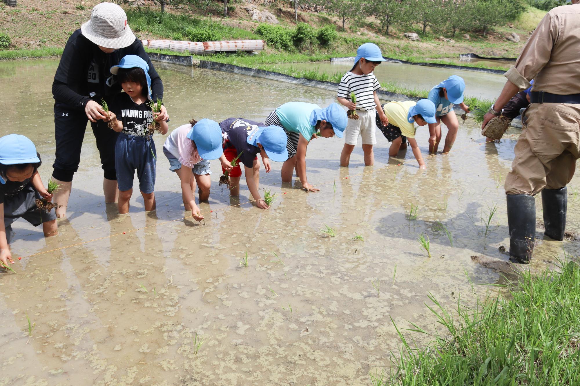 田植えをする園児