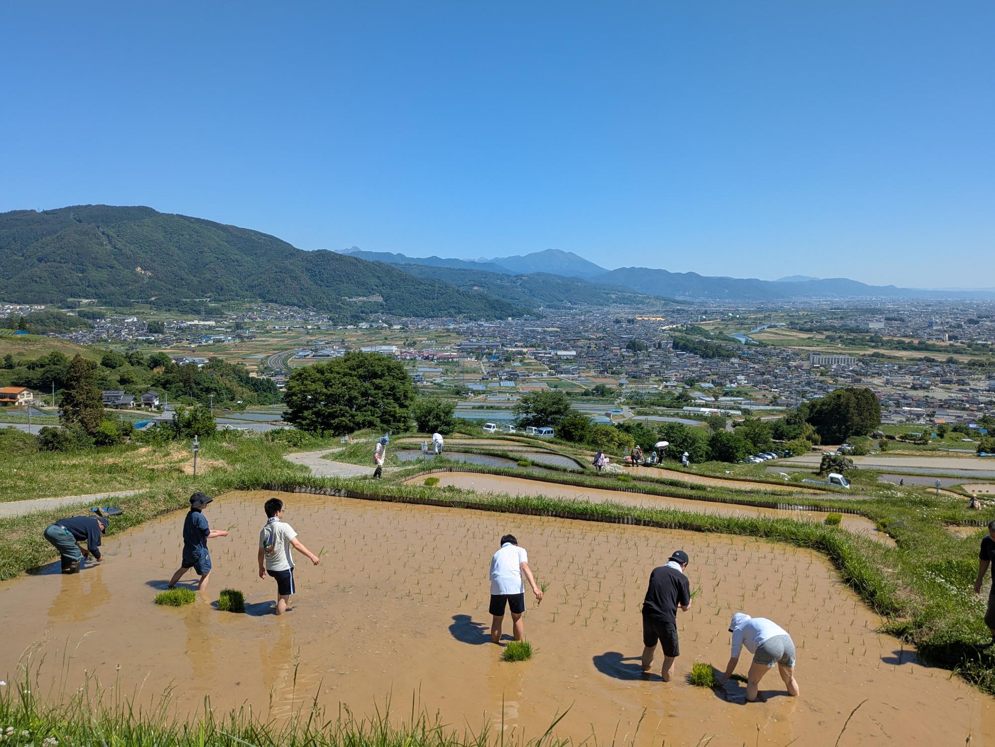 田植えをするオーナー