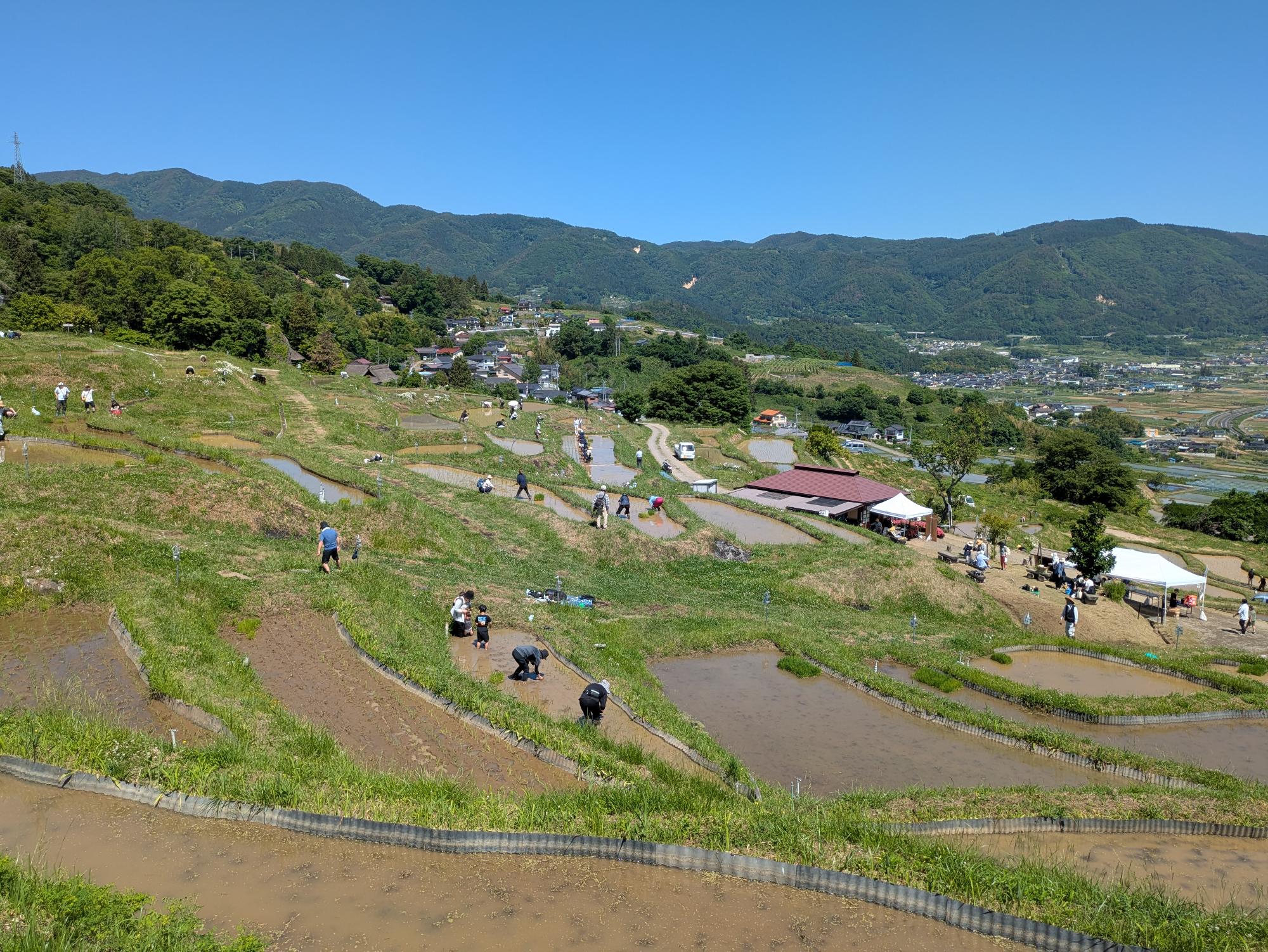 田植えをするオーナー