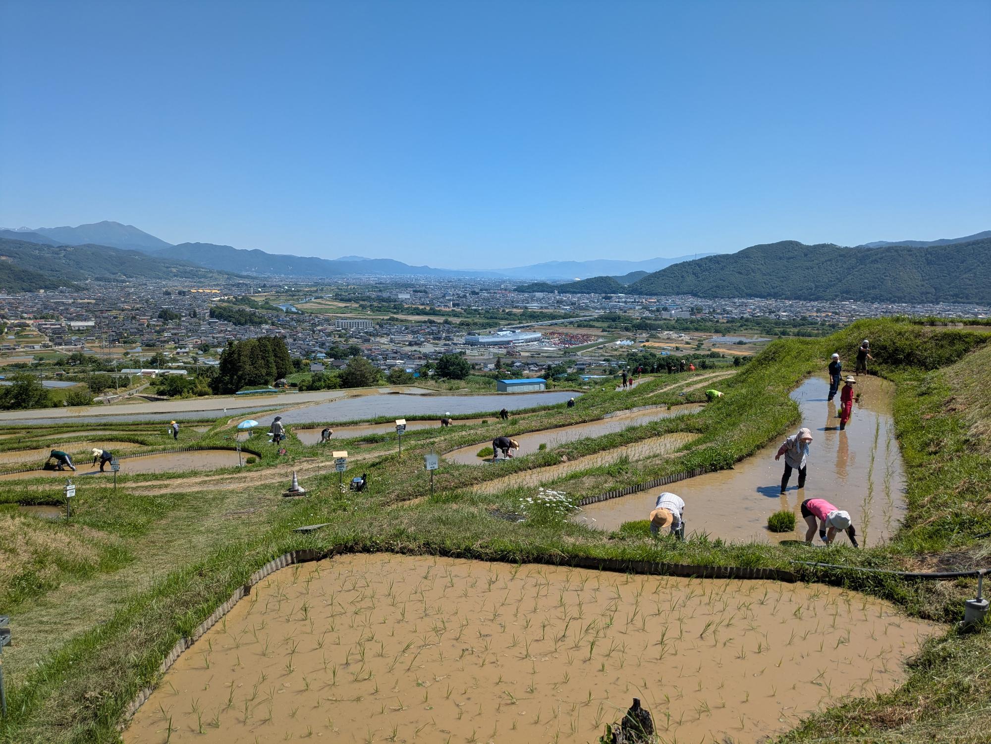 田植えをするオーナー