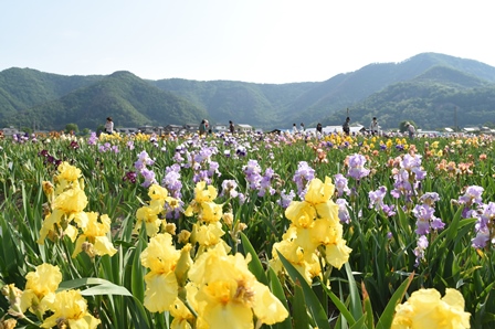 黄色や紫など色とりどりのジャーマンアイリスの花が見ごろを迎えている写真