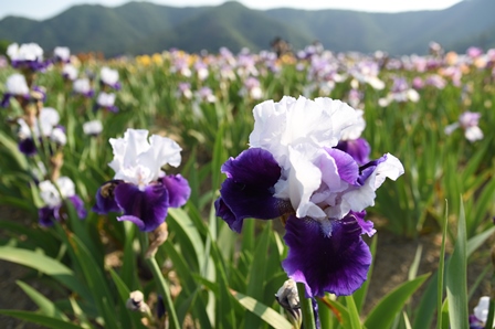 白と紫のジャーマンアイリスの花が咲いている写真