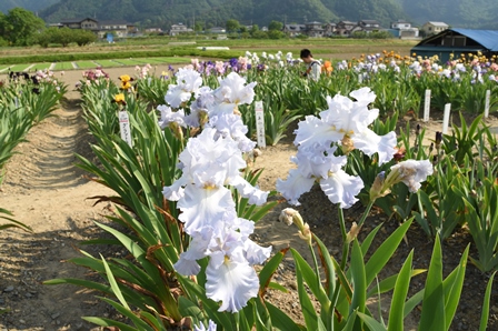 白いジャーマンアイリスの花が咲いている写真