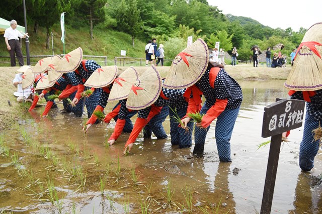 笠をかぶり、もんぺを着た作業者たちが田んぼに稲を植えている写真