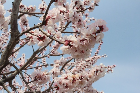 晴れた空の下沢山咲いているあんずの花の写真