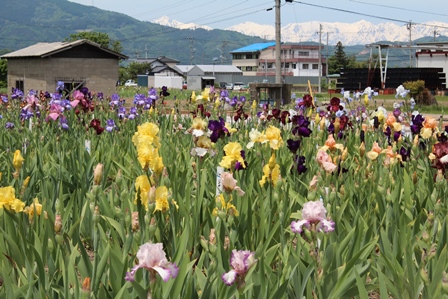 畑に植えられたたくさんの黄白紫のジャーマンアイリスの写真