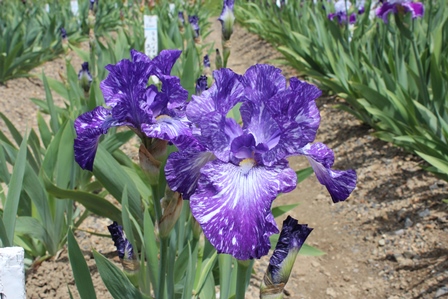 青紫色の花を咲かせているジャーマンアイリスの写真
