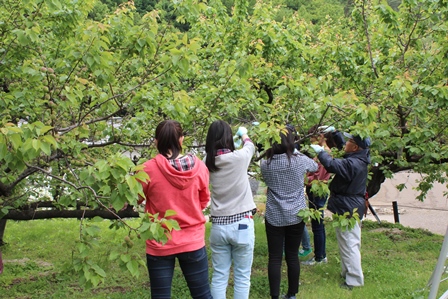 3名の女性と他男性2名があんずの木に手を伸ばして摘果している写真