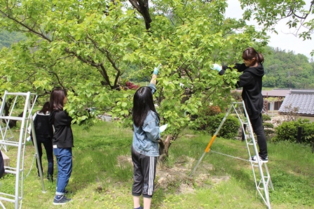 大学生の女性4名があんずの摘果作業をしている写真