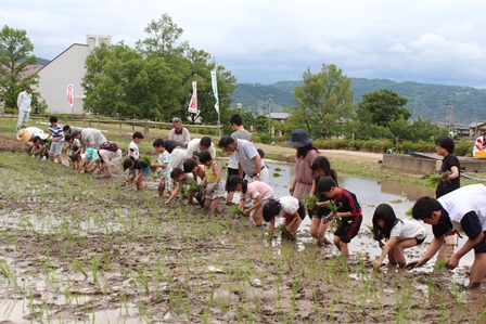 脚を田んぼの泥に浸しながら子供たちが田植えをしている写真