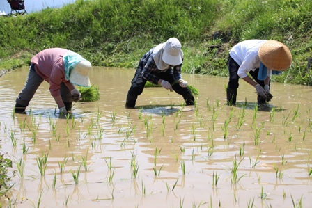 田んぼに等間隔に稲を植えている作業者3名の写真
