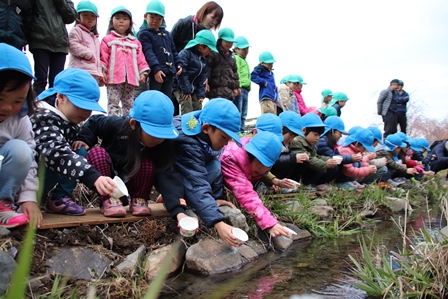 保育園児たちが水路に向かって紙コップに入った蛍の幼虫を放している写真