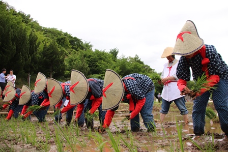 笠をかぶってもんぺを着た作業者たちが田んぼで稲を植えている写真