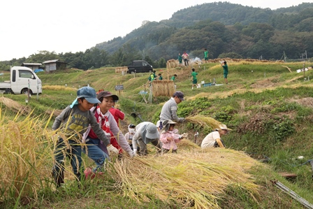 広い田んぼで稲刈り作業をしている老若男女の写真
