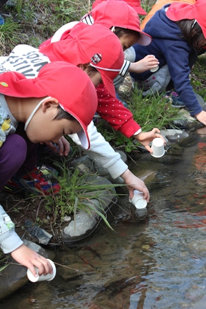 赤い帽子の園児たちが川に蛍の幼虫を放流している写真