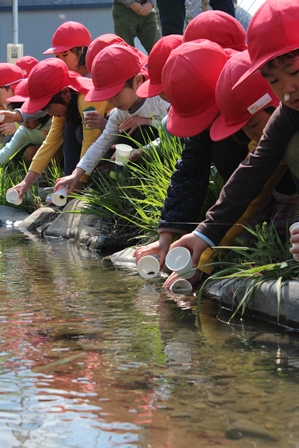 紙コップに入った蛍の幼虫を川に放流している園児たちの写真