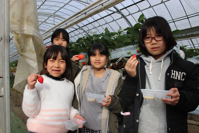 ビニールハウスの中で、赤いイチゴを手に持って掲げてみせる女子児童4人の写真