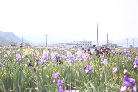 様々な色のジャーマンアイリスの花が咲く花畑の写真