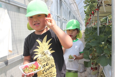 パークでイチゴ収穫体験をしている黄緑の帽子をかぶった保育園児2名の写真