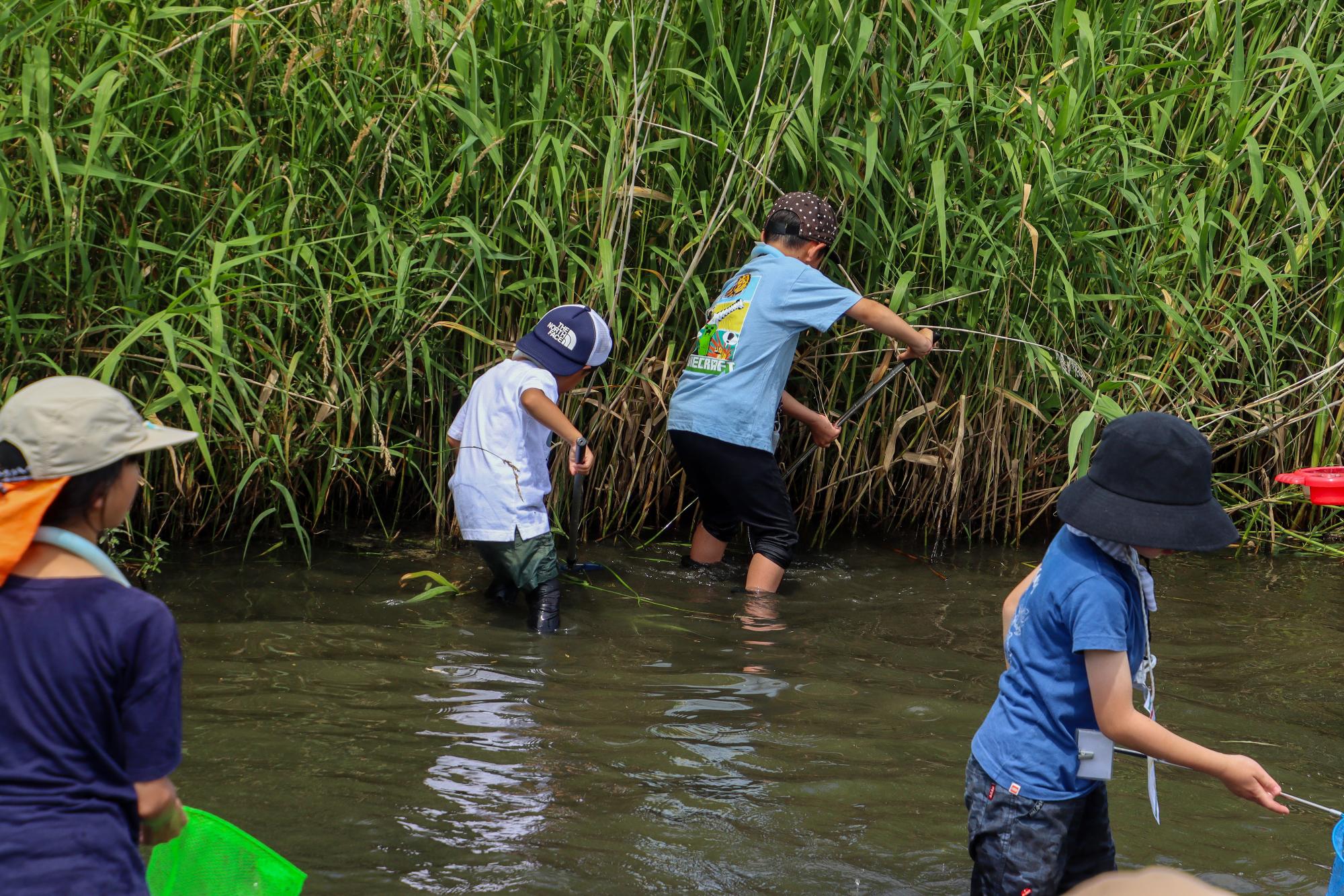 千曲川のワンドに入り水棲生物を捕まえている子供たち。