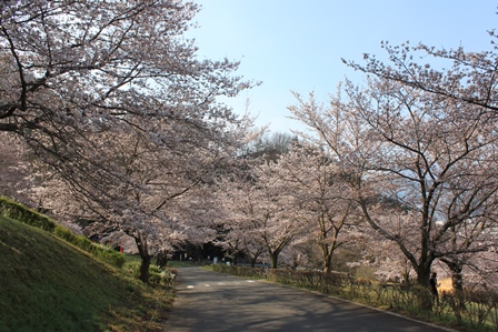 晴天の下、道路の両側に咲き誇る桜の木々の写真