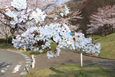 満開の桜が咲く枝をアップで捉えた写真