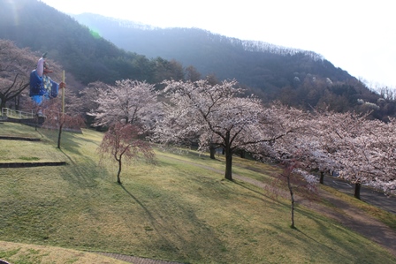 なだらかな緑の斜面の上で咲いている桜の木々の写真