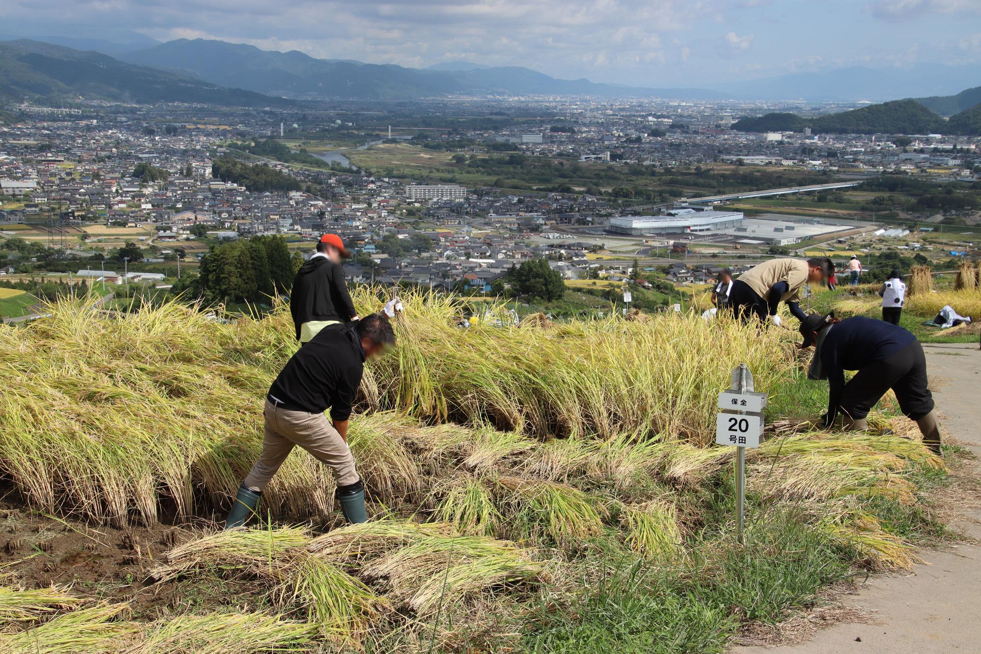 稲刈りをしているオーナーさん