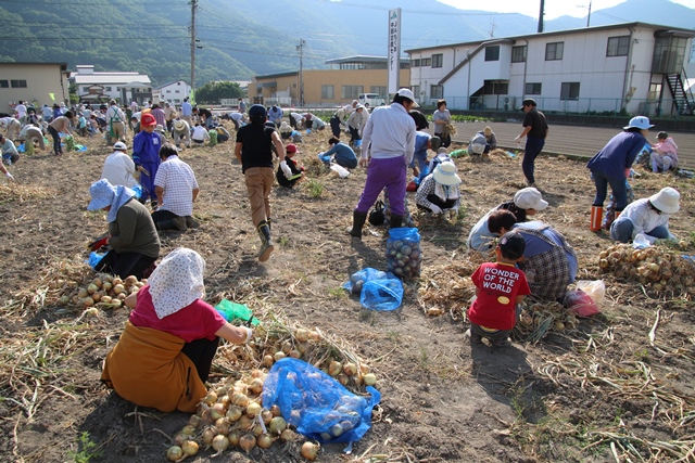 参加者たちが集まる畑で、収穫された玉ねぎが山積みになっている写真