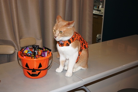 仮想した茶トラ猫とお菓子が入ったバケツの写真