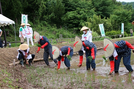 田んぼに稲を植えていくもんぺ姿の参加者たちの写真