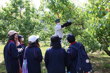 ジャージ姿の生徒たちが収穫の様子を見学している写真