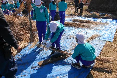 すすきを適当な長さに切る更級小学校児童の写真