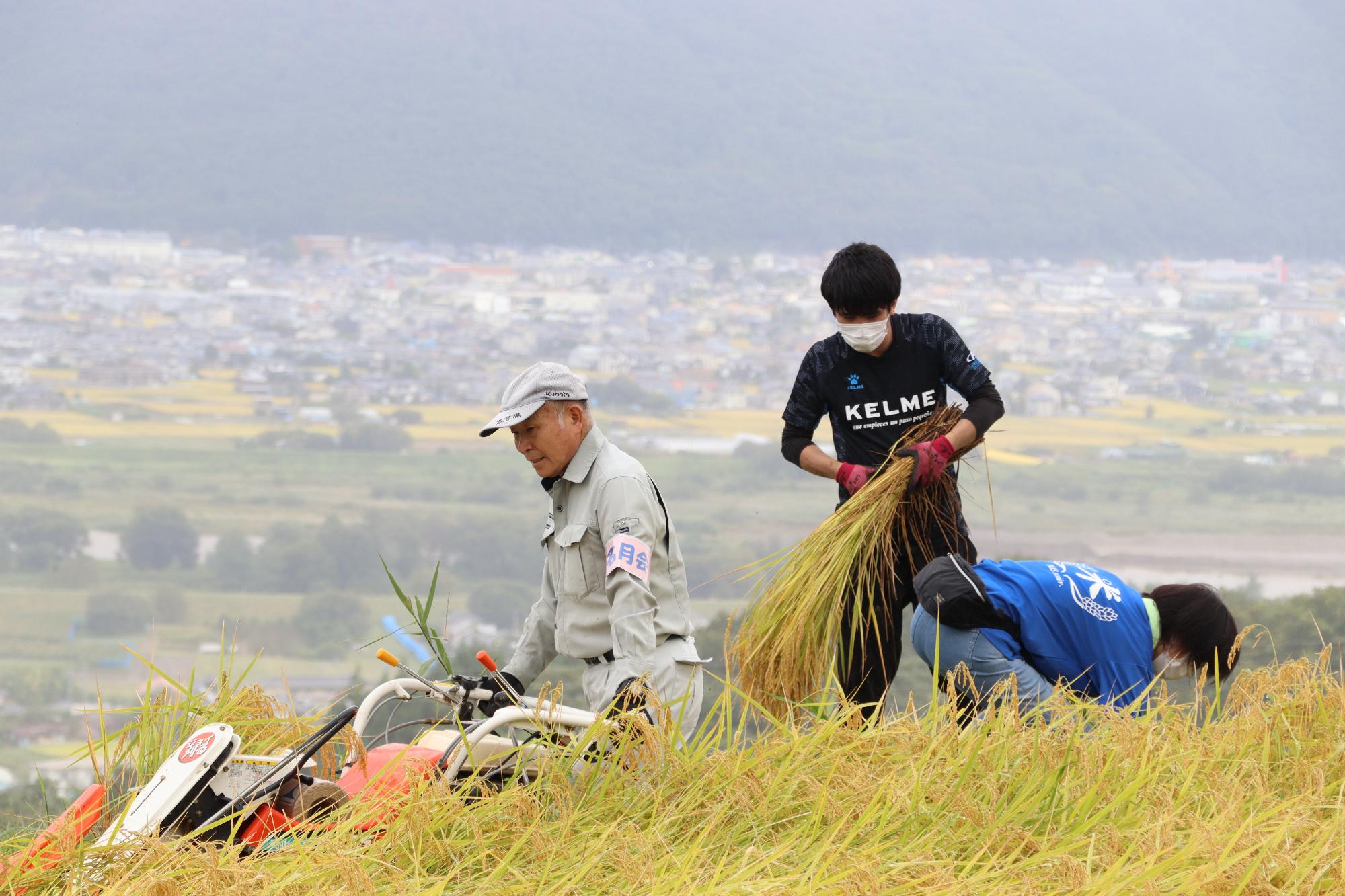 稲を刈る名月会の方と刈り取った稲を縛る学生（保全コース）
