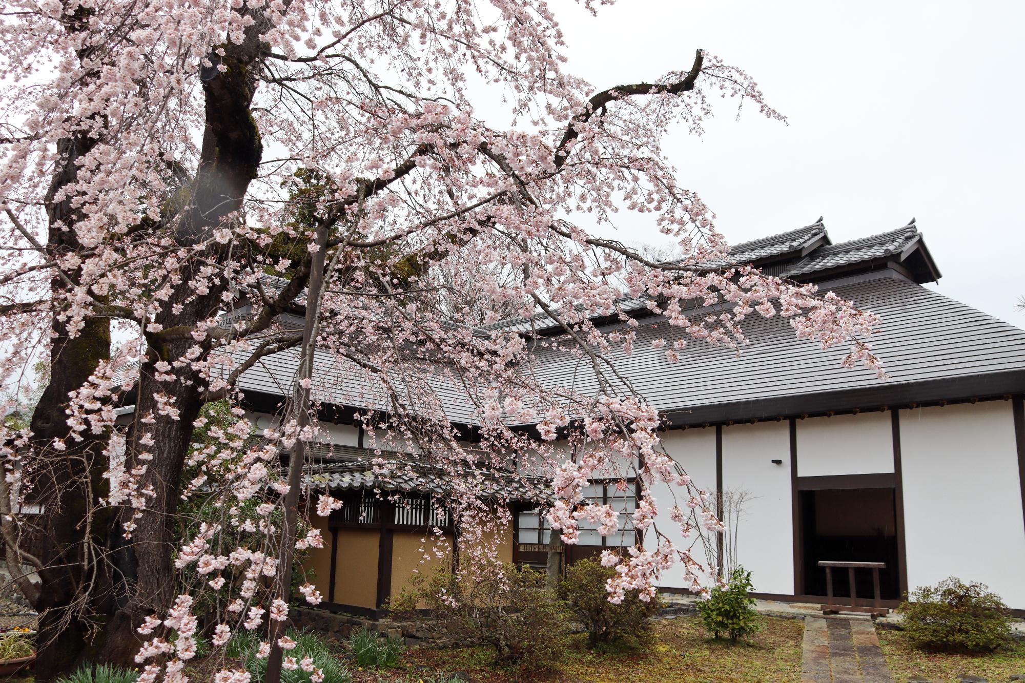 満開の桜と松田邸主屋